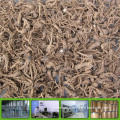 100% natural angelica sinensis extract: ligustilide